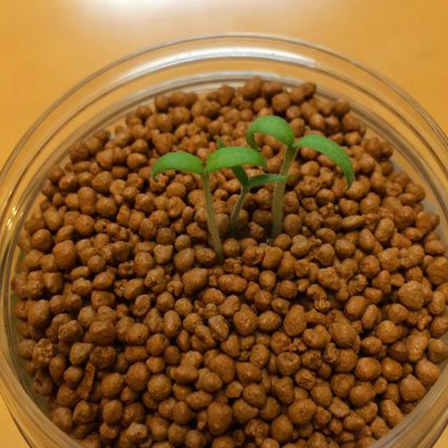 グリーンペット ミニトマト1個【窓辺で育てる水耕栽培セット】