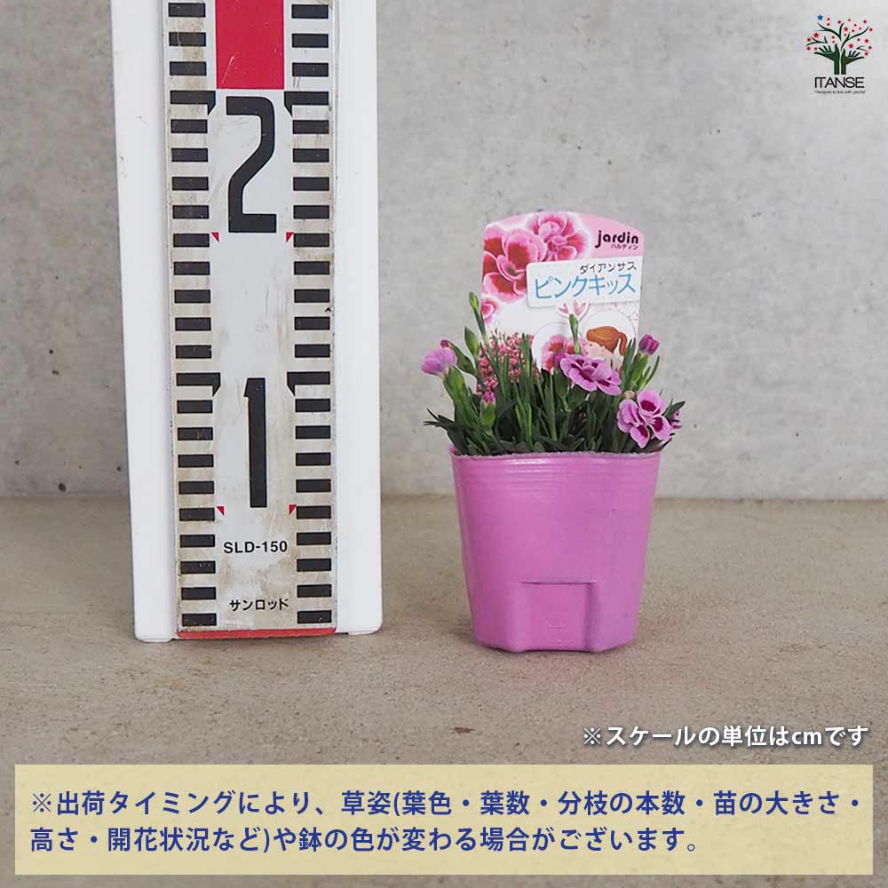 ダイアンサス ピンクキッス 【花苗 9cmポット／お買い得3個セット】
