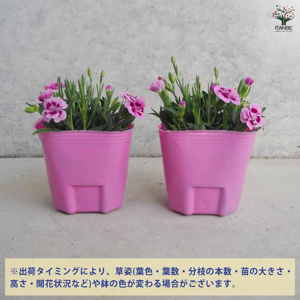 ダイアンサス ピンクキッス 【花苗 9cmポット／お買い得3個セット】