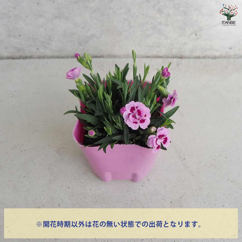 ダイアンサス ピンクキッス 【花苗 9cmポット／お買い得3個セット】