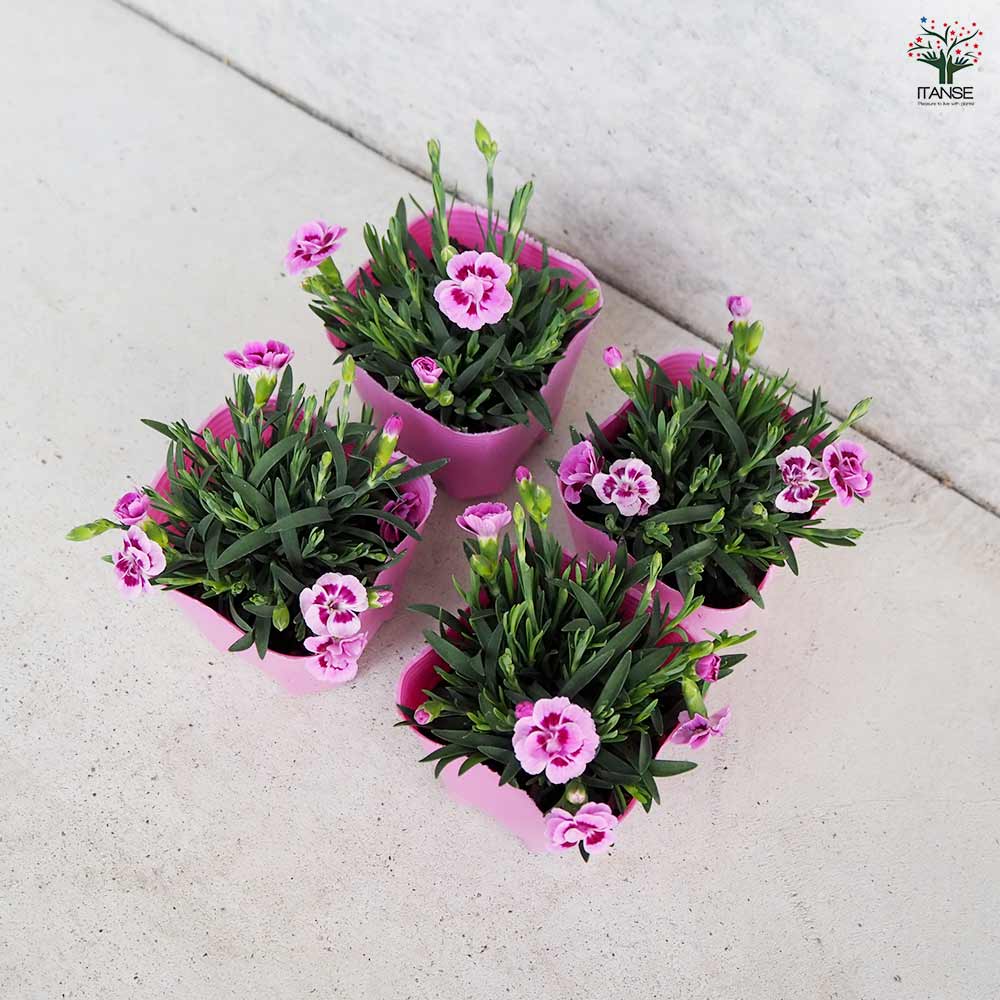 ダイアンサス ピンクキッス 3号