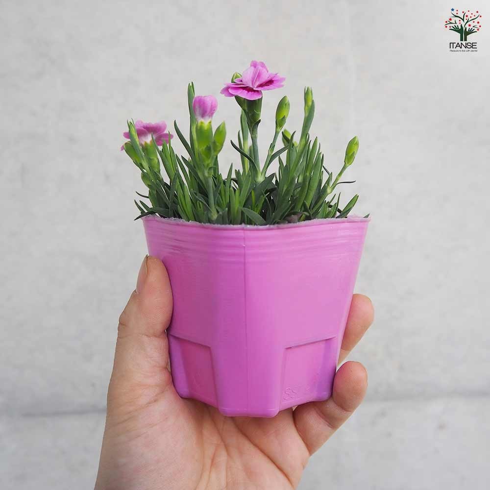 ダイアンサス ピンクキッス 【花苗 9cmポット／お買い得3個セット】