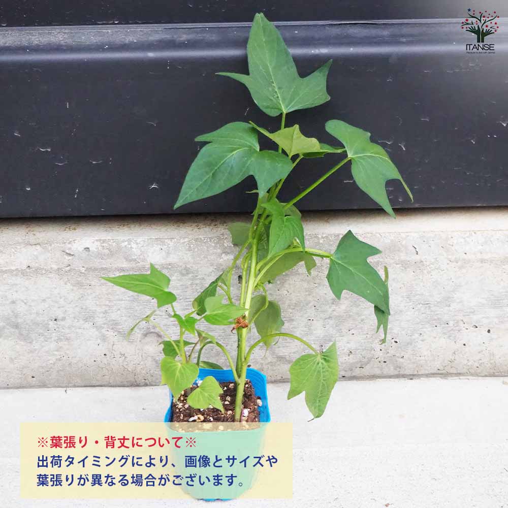 さつまいもの苗 ふくむらさき 2個～【野菜の苗 3号ポット