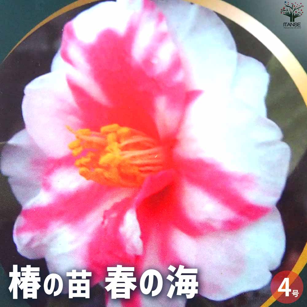 椿(つばき)の苗木 春の海