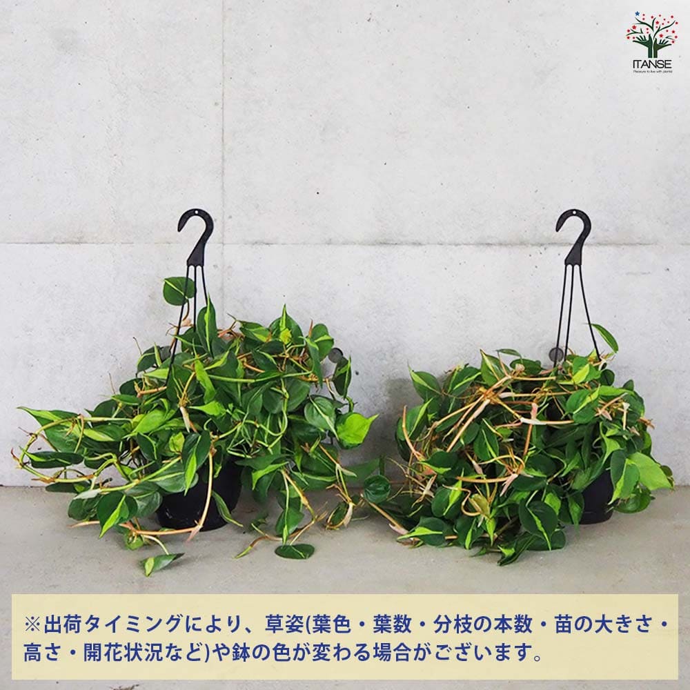 フィロデンドロン ブラジル 【観葉植物 7号】｜ 【植物のITANSE 