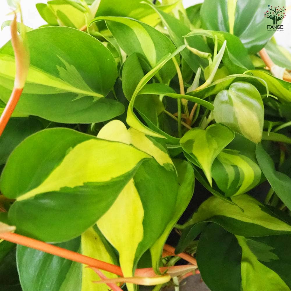 フィロデンドロン ブラジル 【観葉植物 7号】｜ 【植物のITANSE