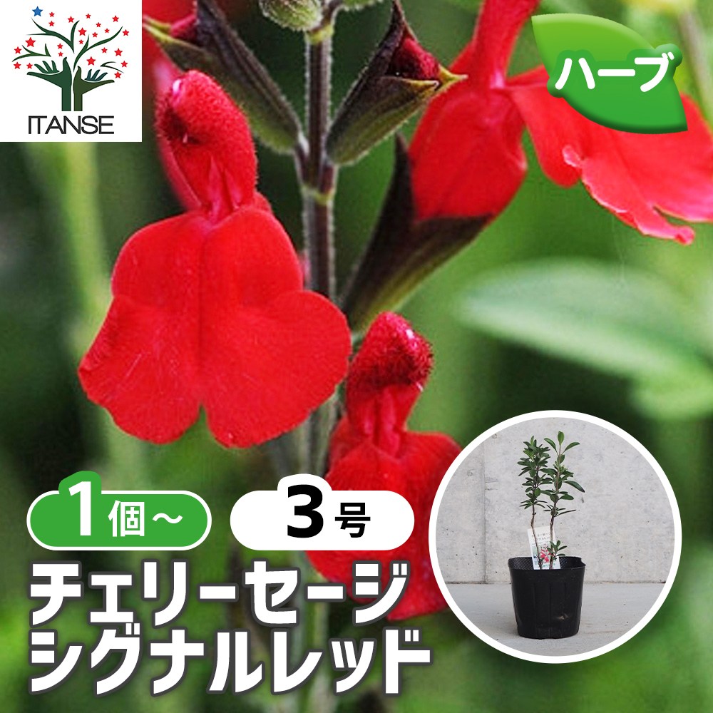 チェリーセージ シグナルレッド【ハーブ苗9cmポット／1個～】｜ 【植物