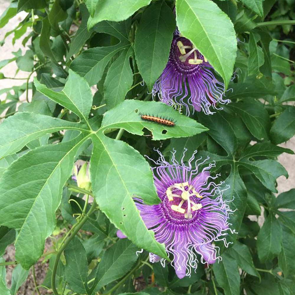 パッションフルーツポット苗クダモノトケイソウ観葉植物挿し木苗①