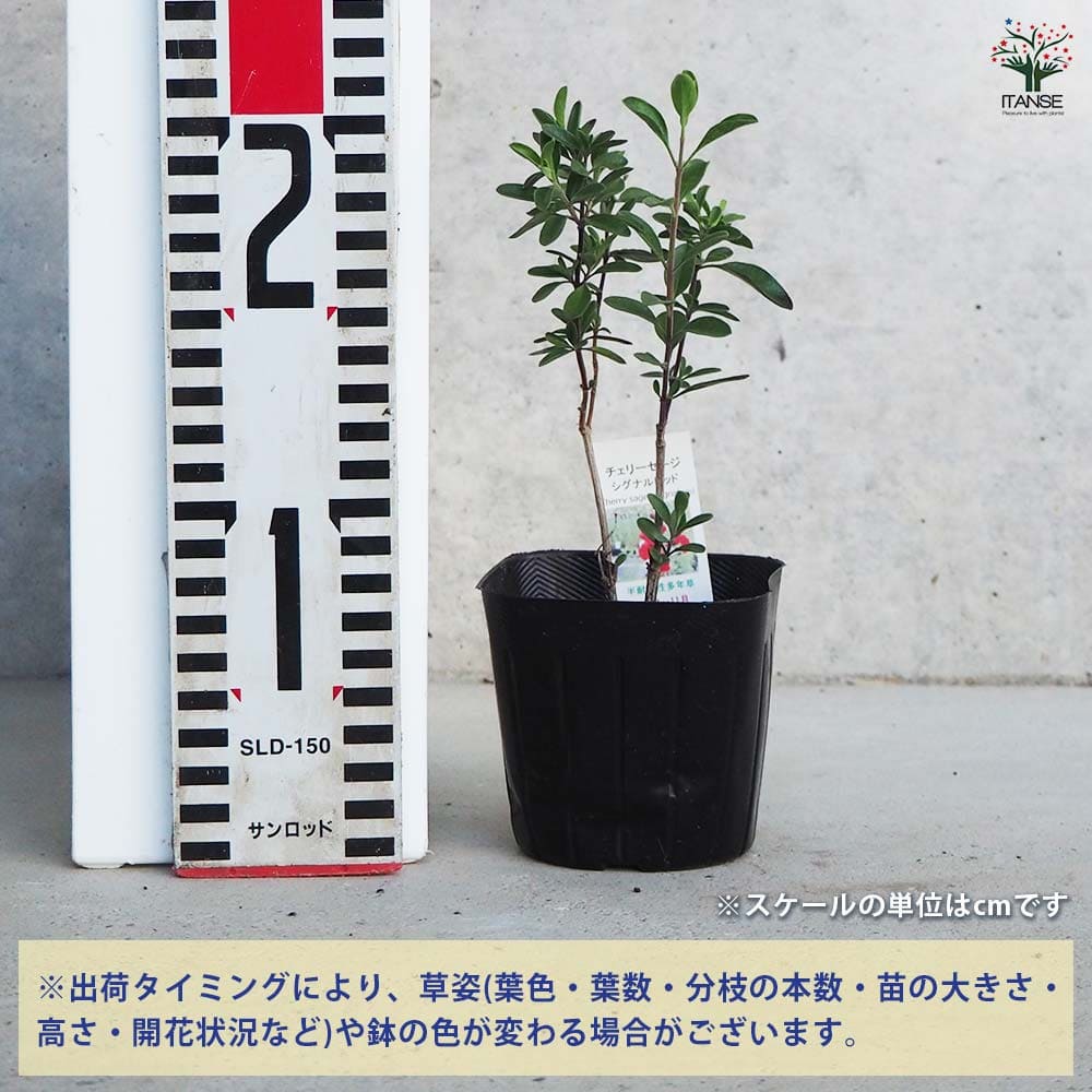 チェリーセージ シグナルレッド 【ハーブの苗 9cmポット／お買い得3個セット】