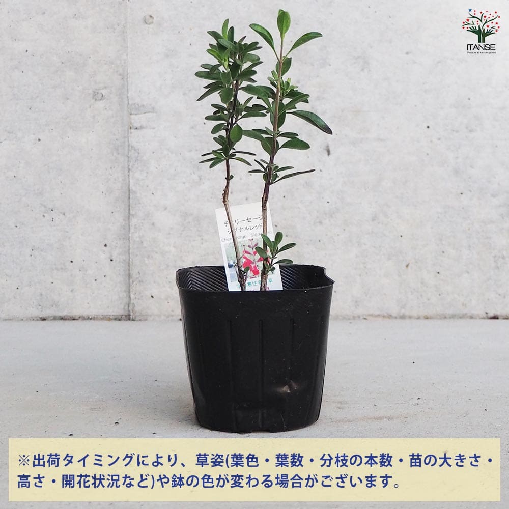 チェリーセージ シグナルレッド 【ハーブの苗 9cmポット／お買い得3個