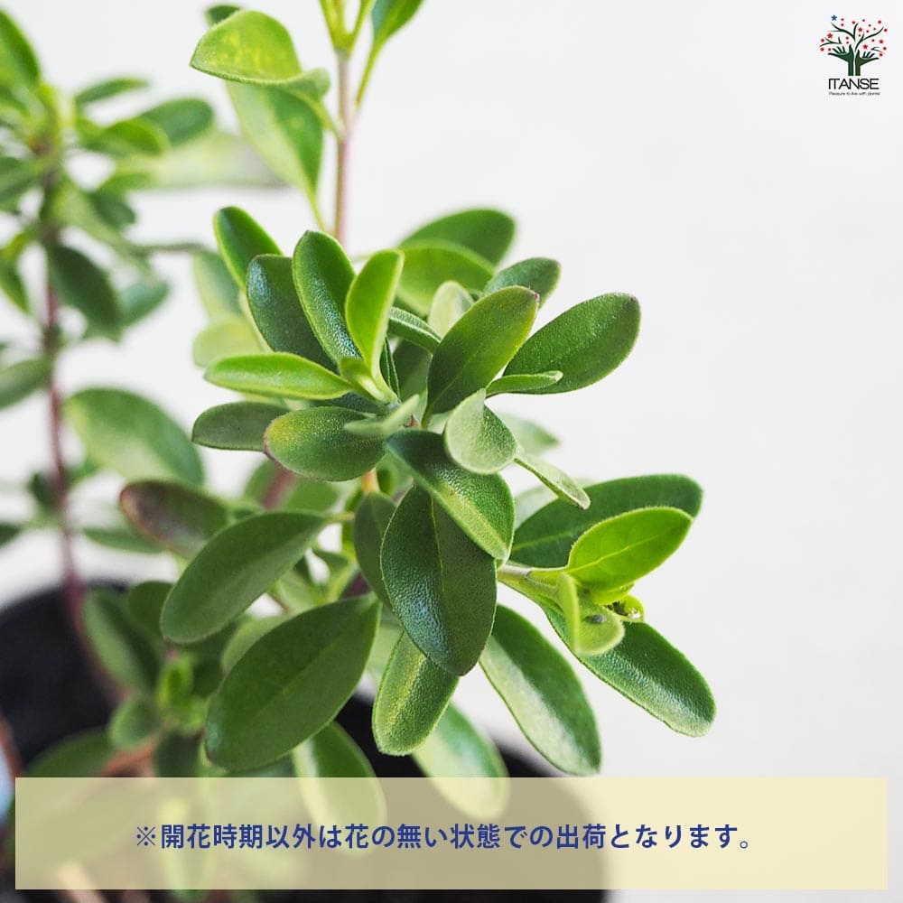 akana様専用 チェリーセージ 挿し木苗 チェリーセージの挿し木（挿し芽