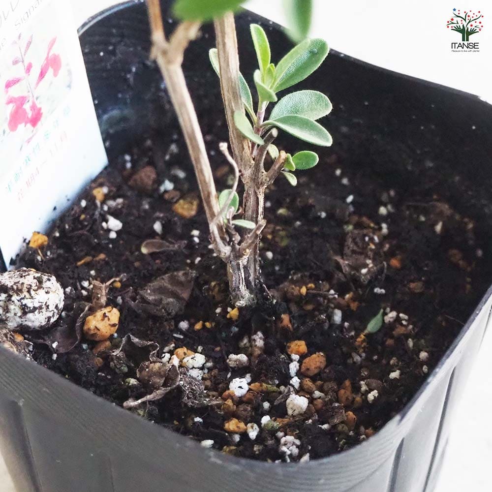 チェリーセージ シグナルレッド 【ハーブの苗 9cmポット／お買い得3個セット】