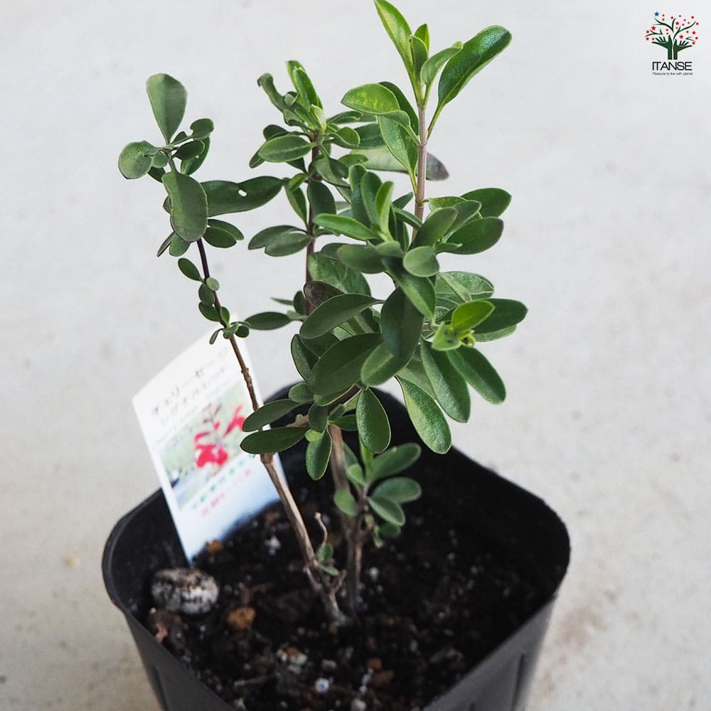 チェリーセージ シグナルレッド 【ハーブの苗 9cmポット／お買い得3個セット】