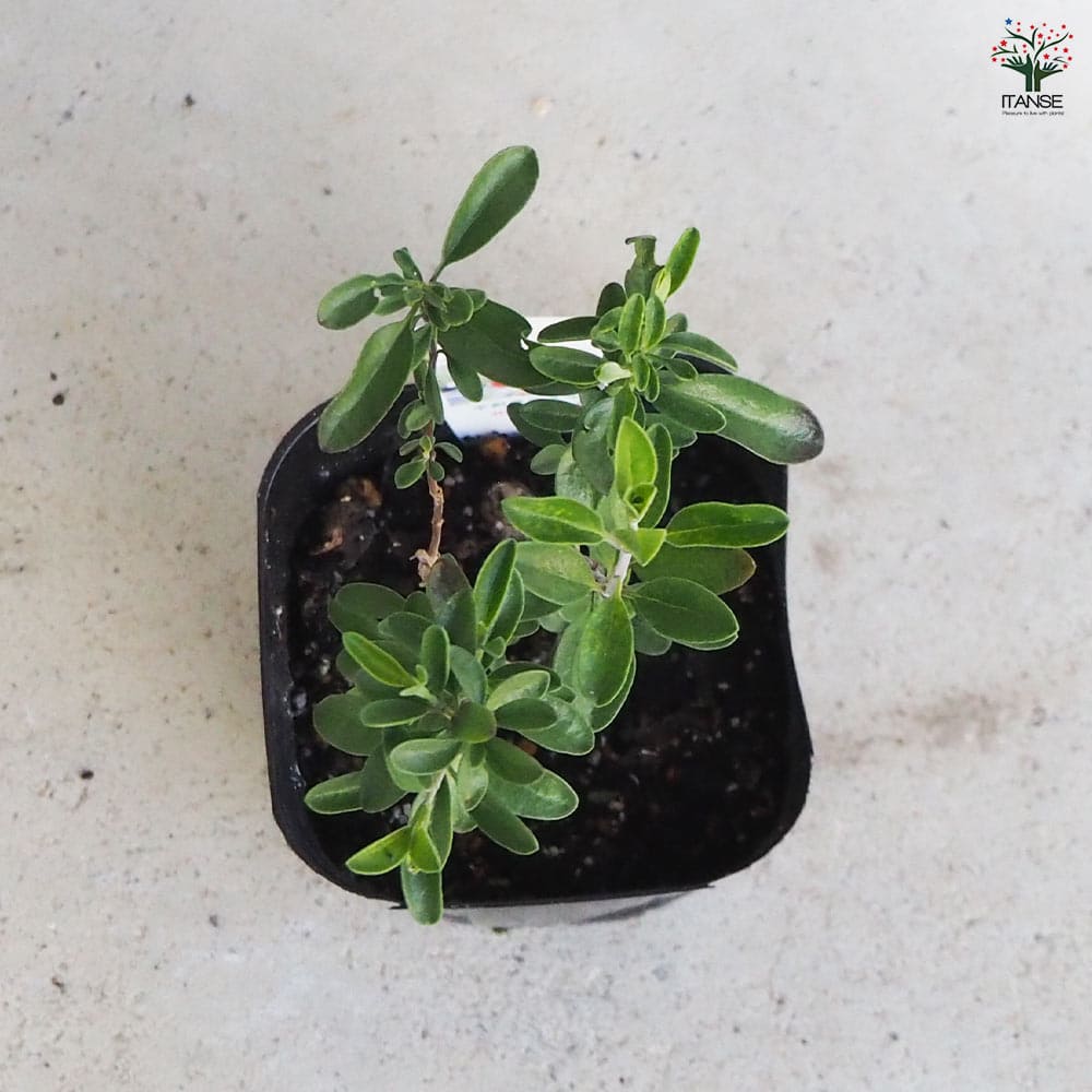 チェリーセージ シグナルレッド 【ハーブの苗 9cmポット／お買い得3個セット】