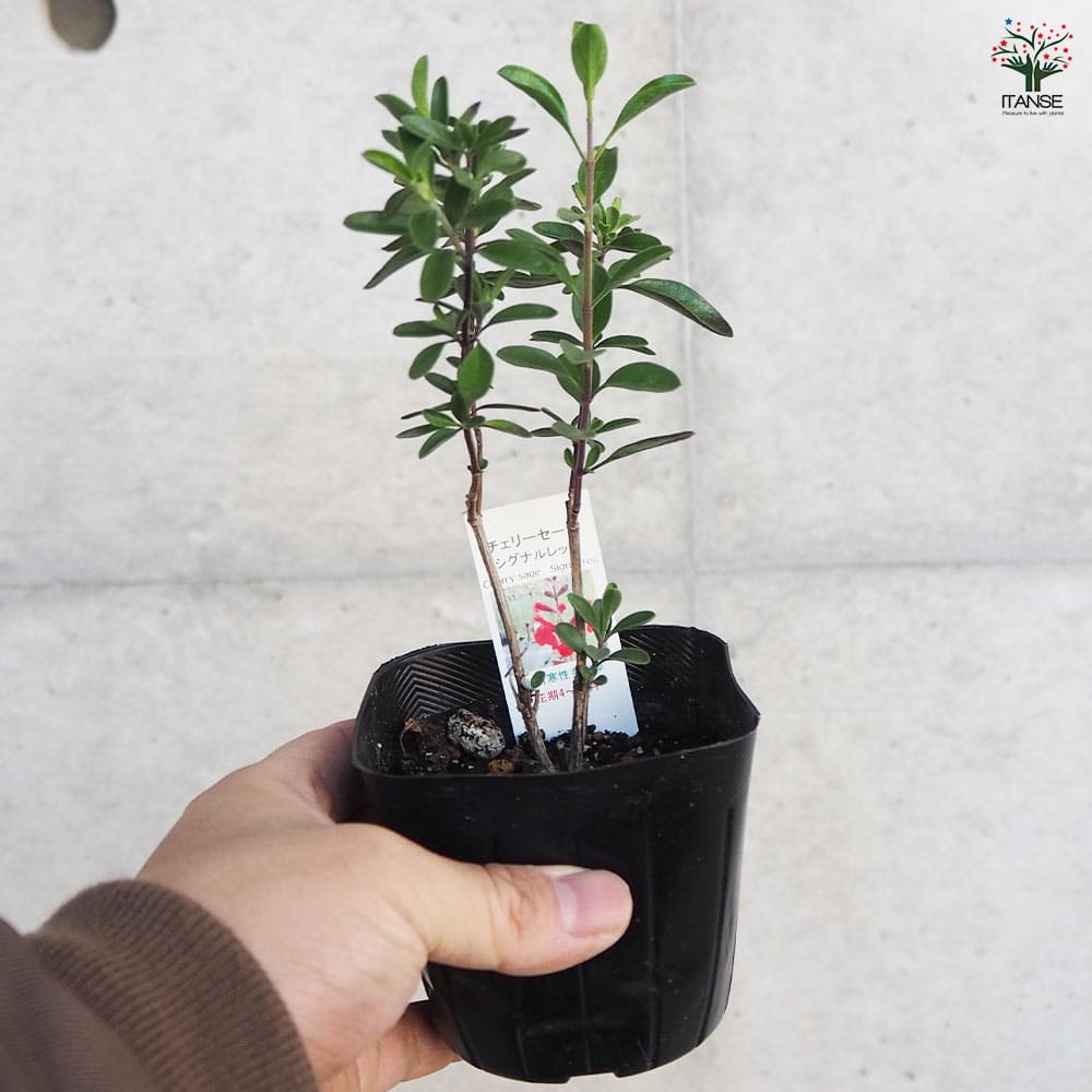 チェリーセージ シグナルレッド 【ハーブの苗 9cmポット／お買い得3個セット】