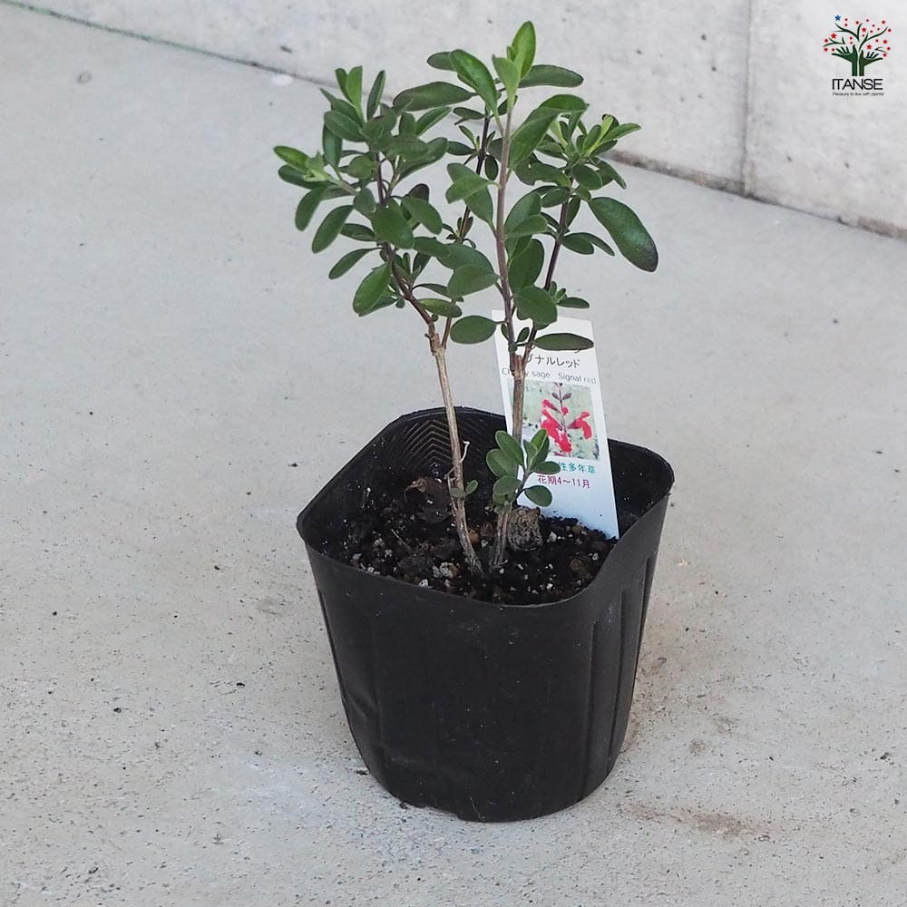 チェリーセージ シグナルレッド 【ハーブの苗 9cmポット／お買い得3個