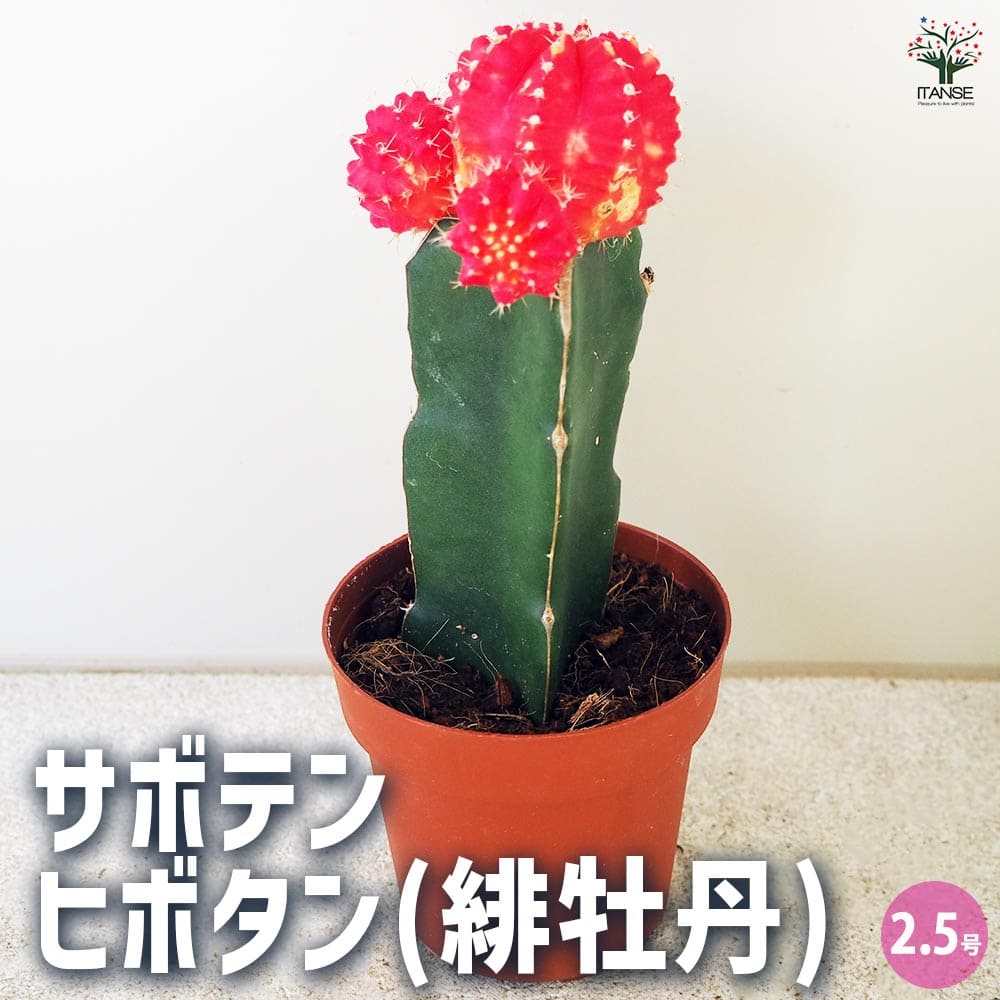 サボテン☆花牡丹径13cm ロイヤル花牡丹 サボテン | toA Succulent
