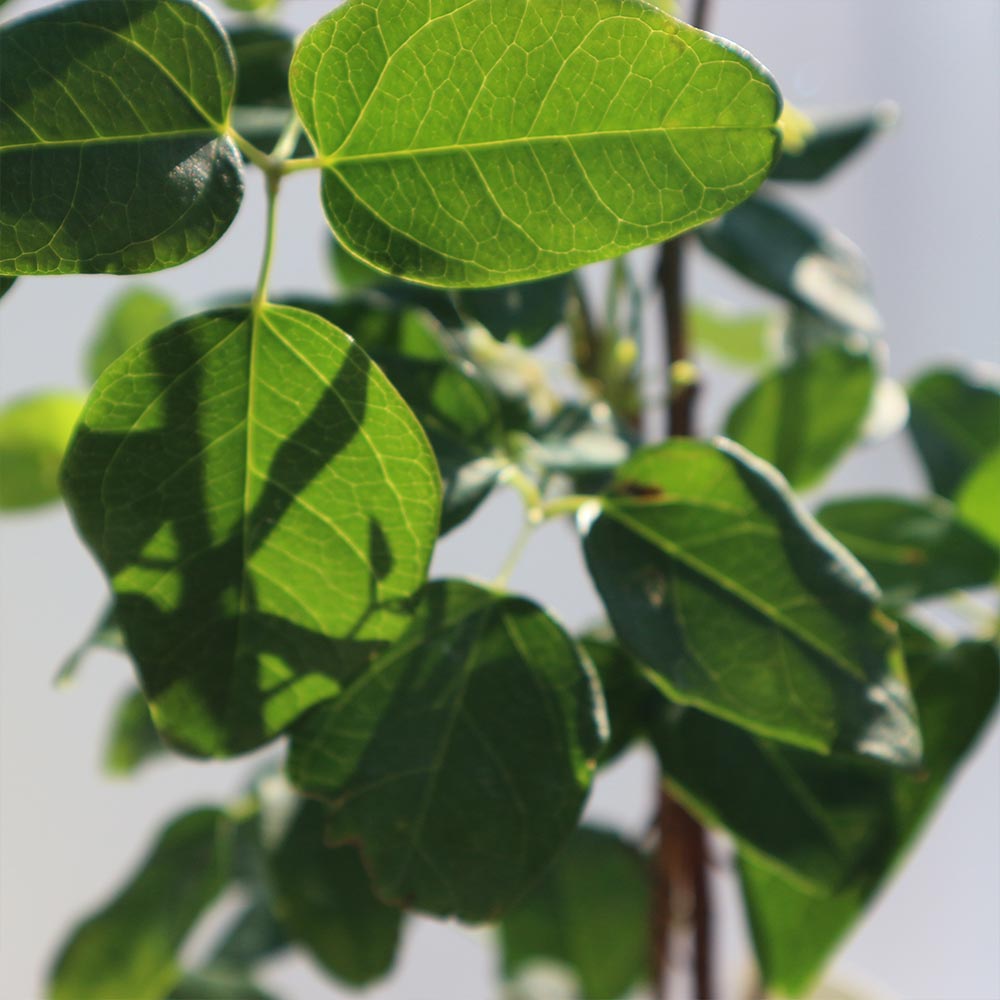 ［確認用］　アケビ　実生苗 f-206_4.jpg