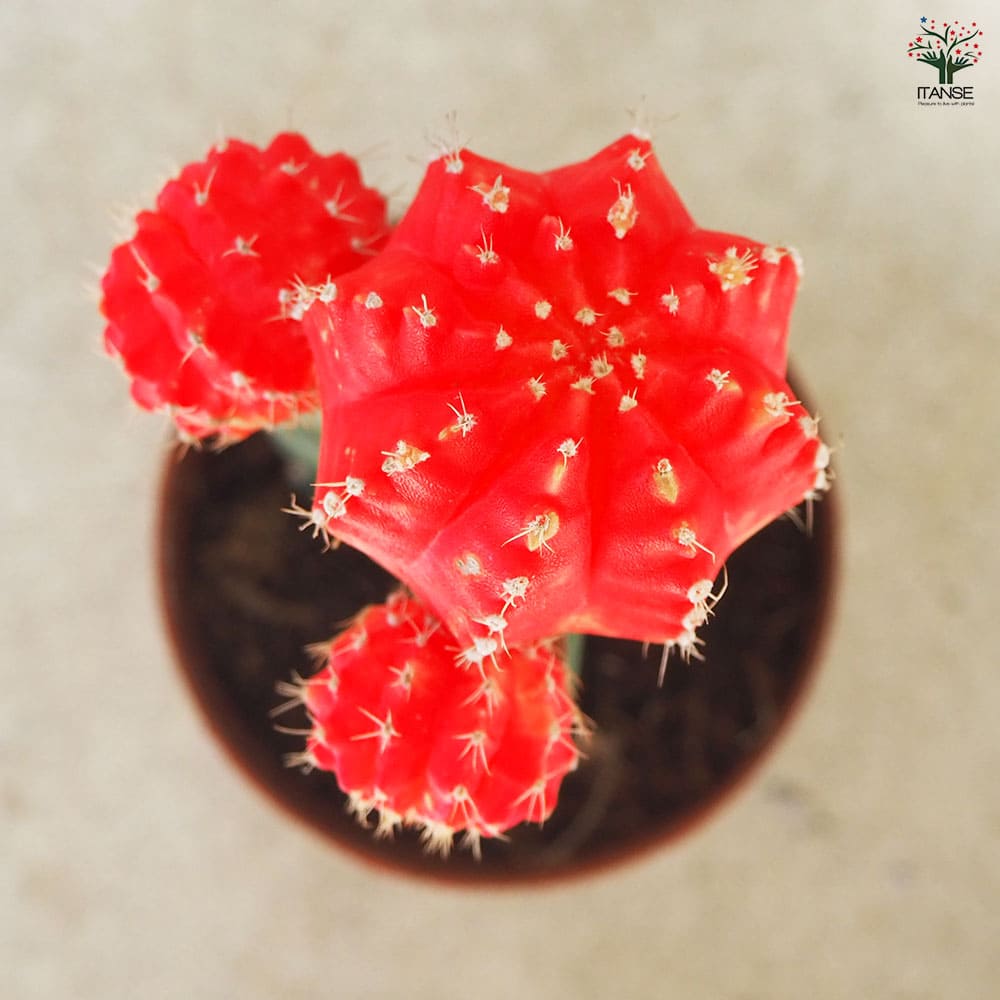 サボテン ヒボタン(緋牡丹) 【多肉植物 2.5号鉢】