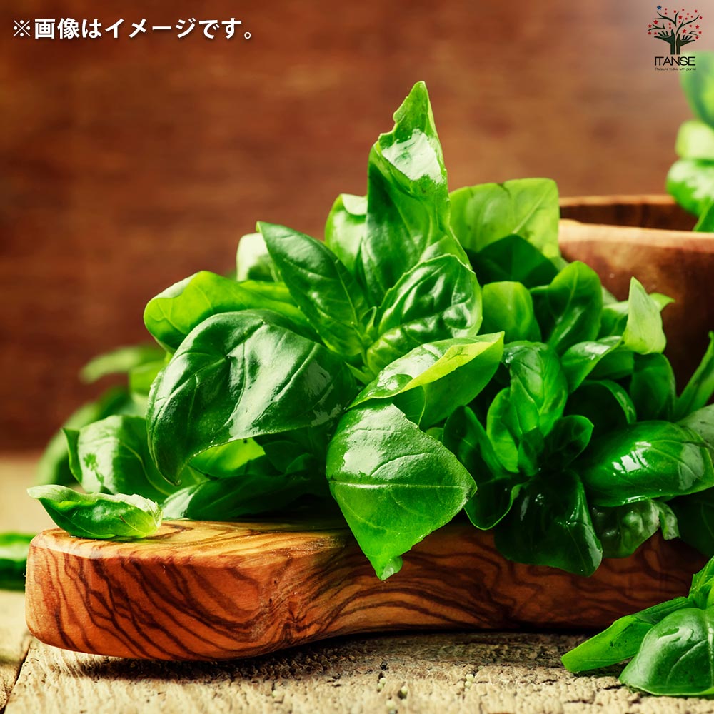 栽培セット グリーンポーチ バジル 【1個売り】｜ 【植物の