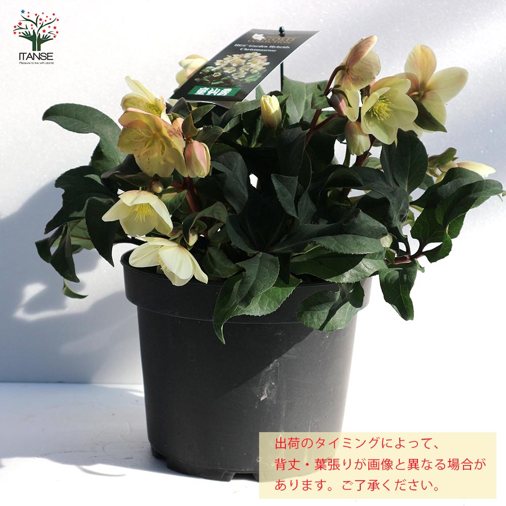 クリスマスローズ HGC：マーロン【花苗 7号ポット大苗／1個売り】