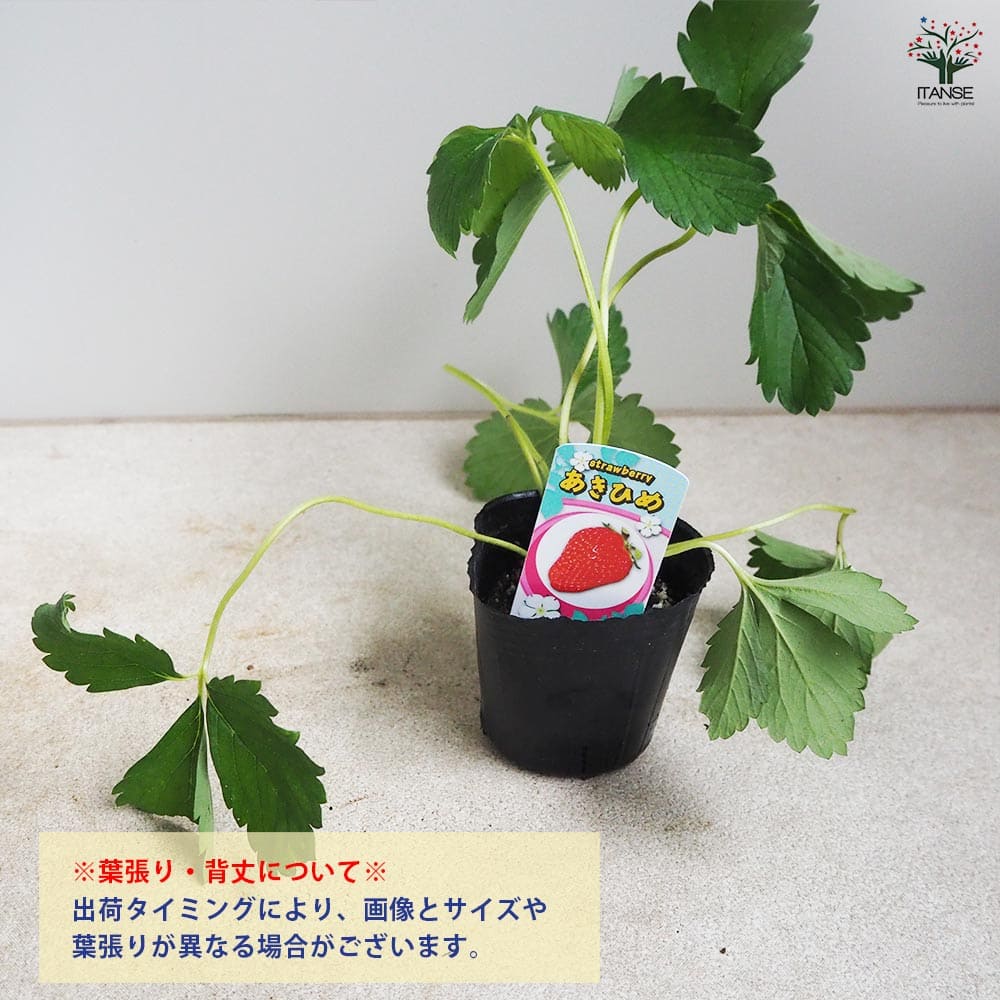 いちご苗 濃姫５０個セット 専用出品　やぁ様用 いちご苗 濃姫50個セット 専用出品 やぁ様用 - メルカリ