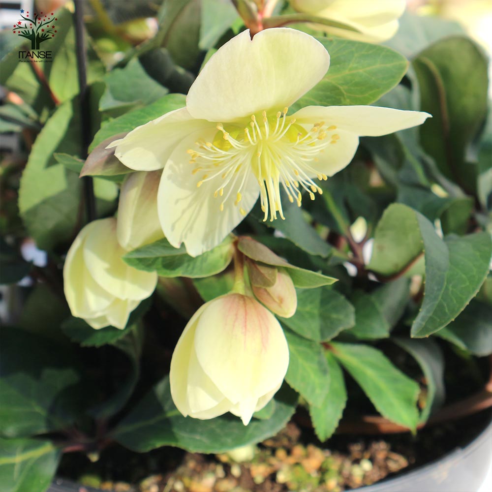 クリスマスローズ HGC：マーロン【花苗 7号ポット大苗／1個売り】