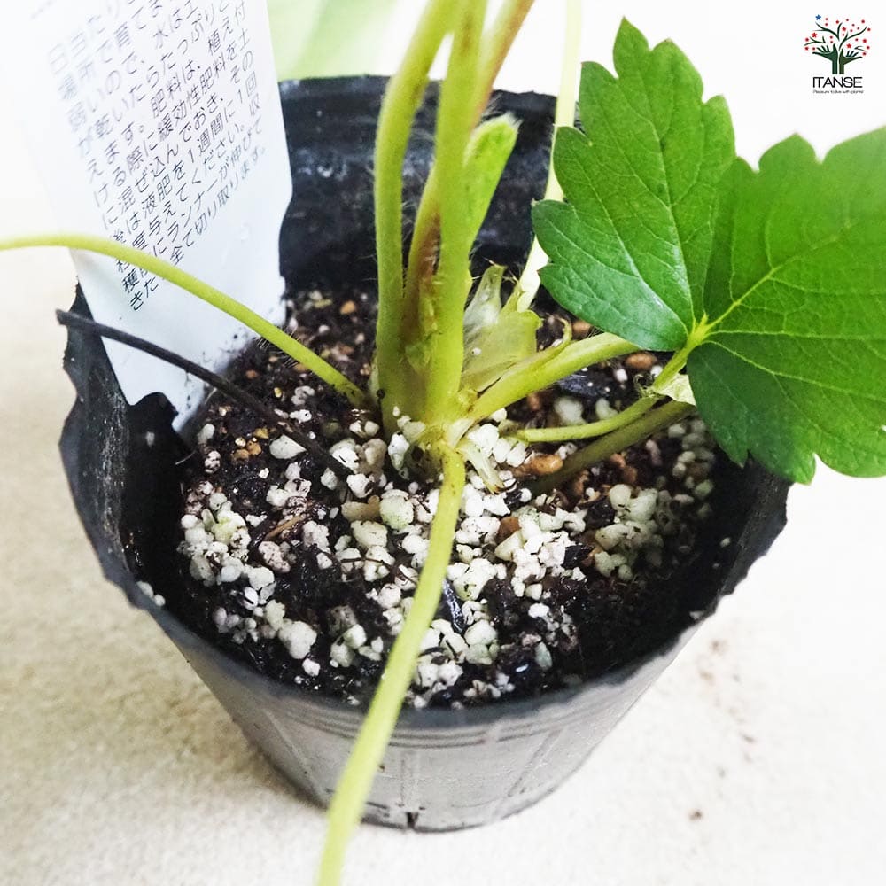 いちごの苗 章姫2個～ 【野菜の苗 3号】