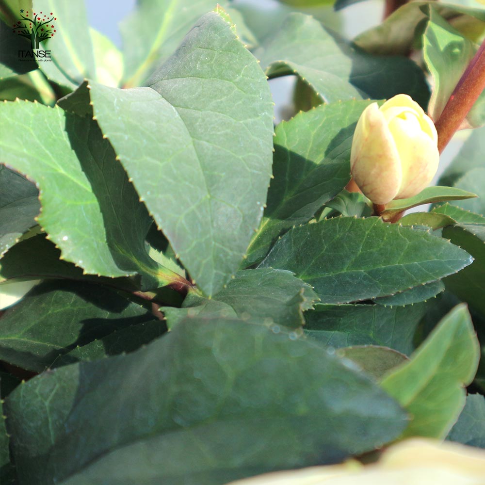 クリスマスローズ HGC：マーロン【花苗 7号ポット大苗／1個売り】