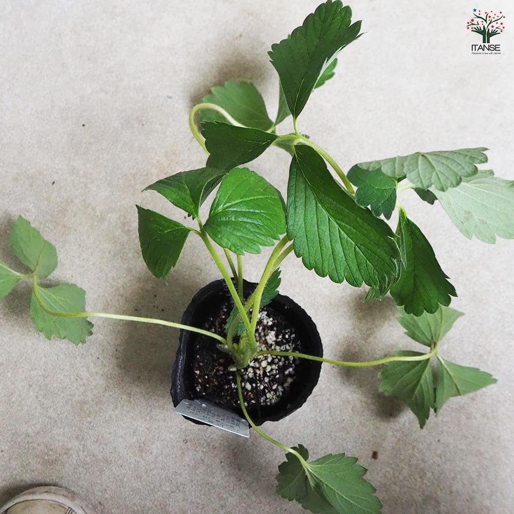いちごの苗 章姫2個～ 【野菜の苗 3号】｜ 【植物のITANSE