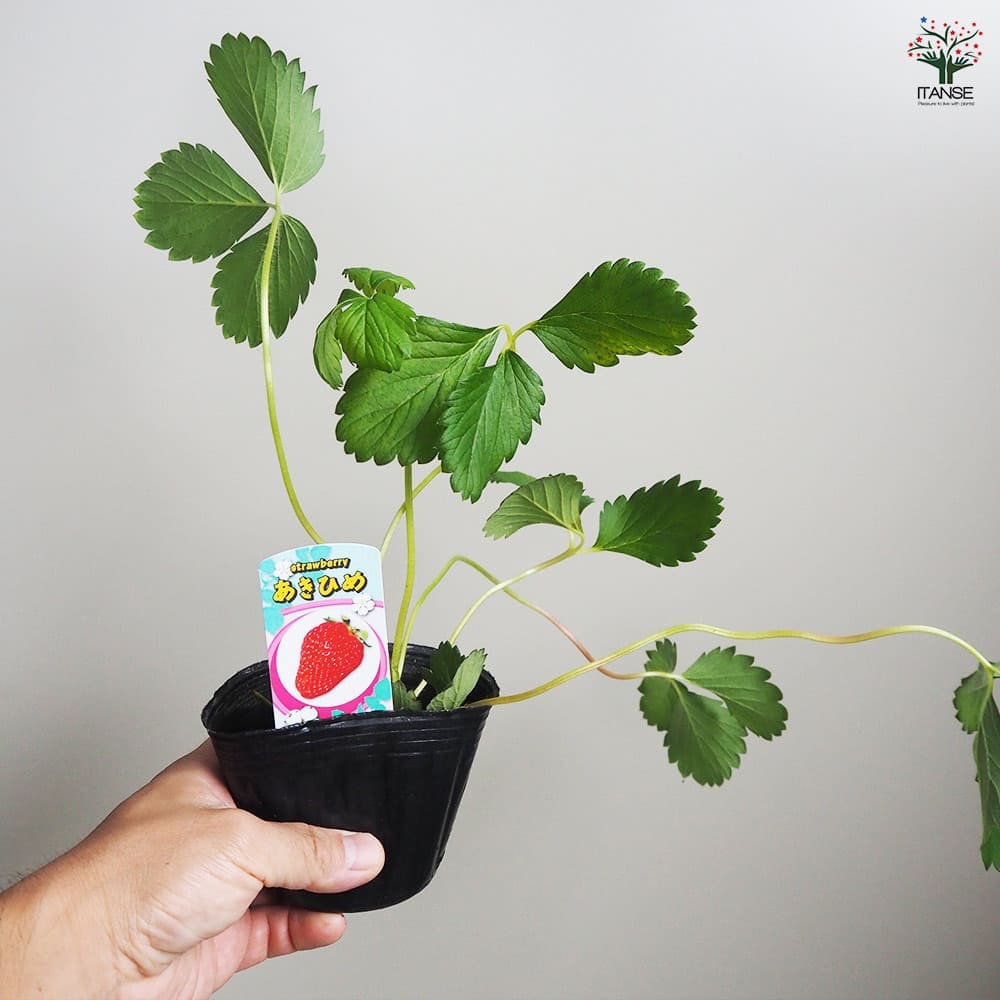 いちごの苗 章姫2個～ 【野菜の苗 3号】