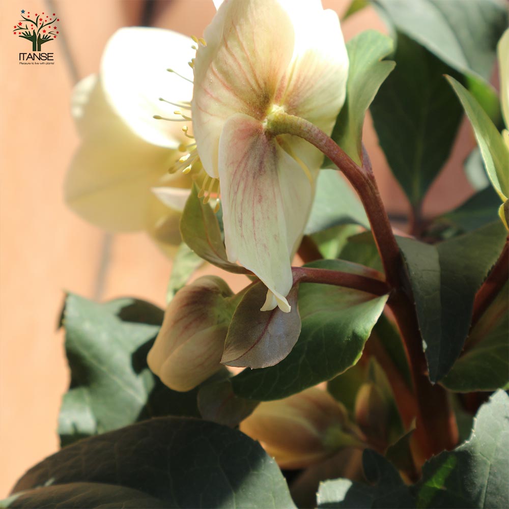 クリスマスローズ HGC：マーロン【花苗 7号ポット大苗／1個売り】