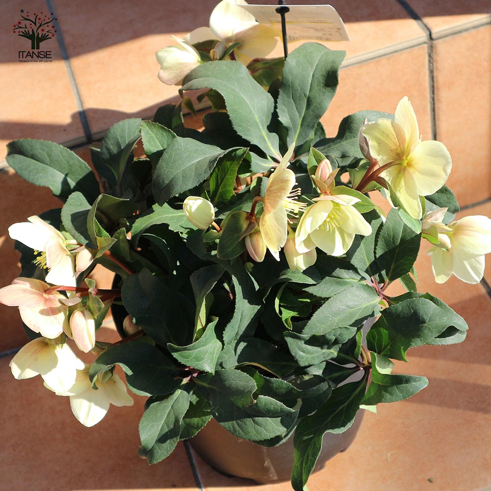 クリスマスローズ HGC：マーロン【花苗 7号ポット大苗／1個売り】