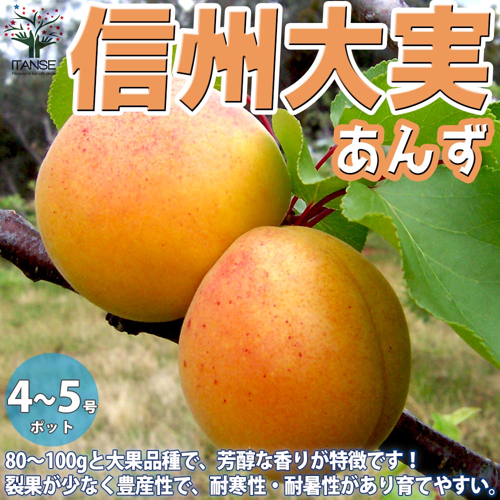 あんずの苗木 信州大実【果樹の苗木 12~15cmポット 1年生 接木苗/1個 あんずの苗木 信州大実【果樹の苗木 12~15cmポット 1年生 接木苗/1個