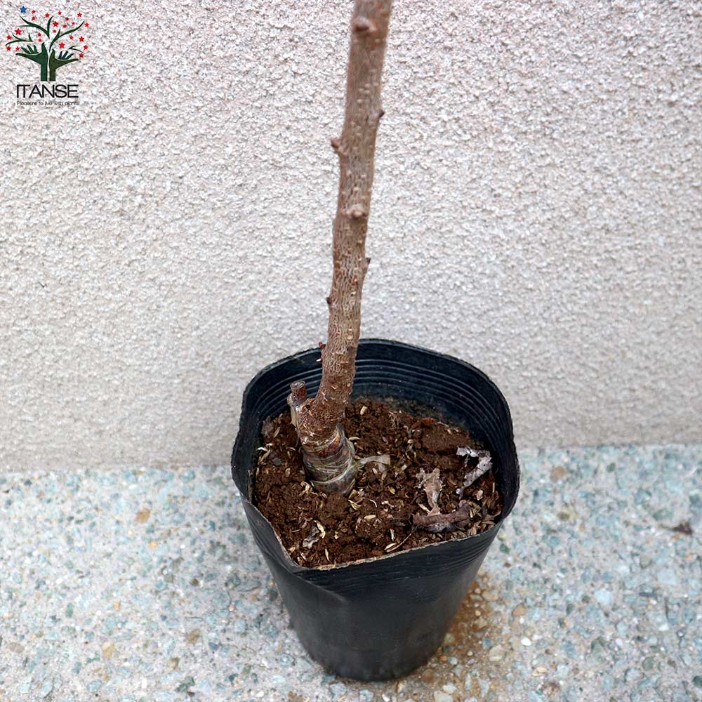 あんずの苗木 信州大実【果樹の苗木 12~15cmポット 1年生 接木 あんずの苗木 信州大実【果樹の苗木 12~15cmポット 1年生 接木