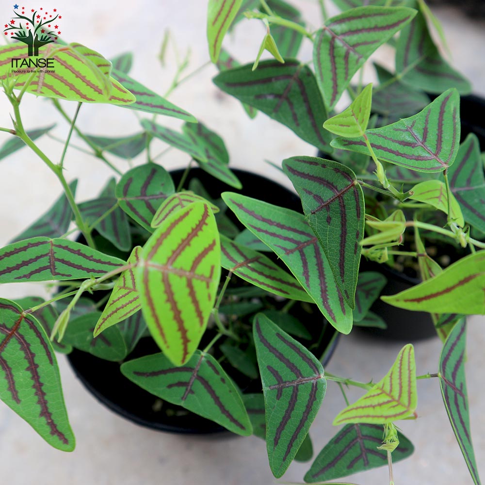 Itanse良品ｾﾚｸﾄ通販