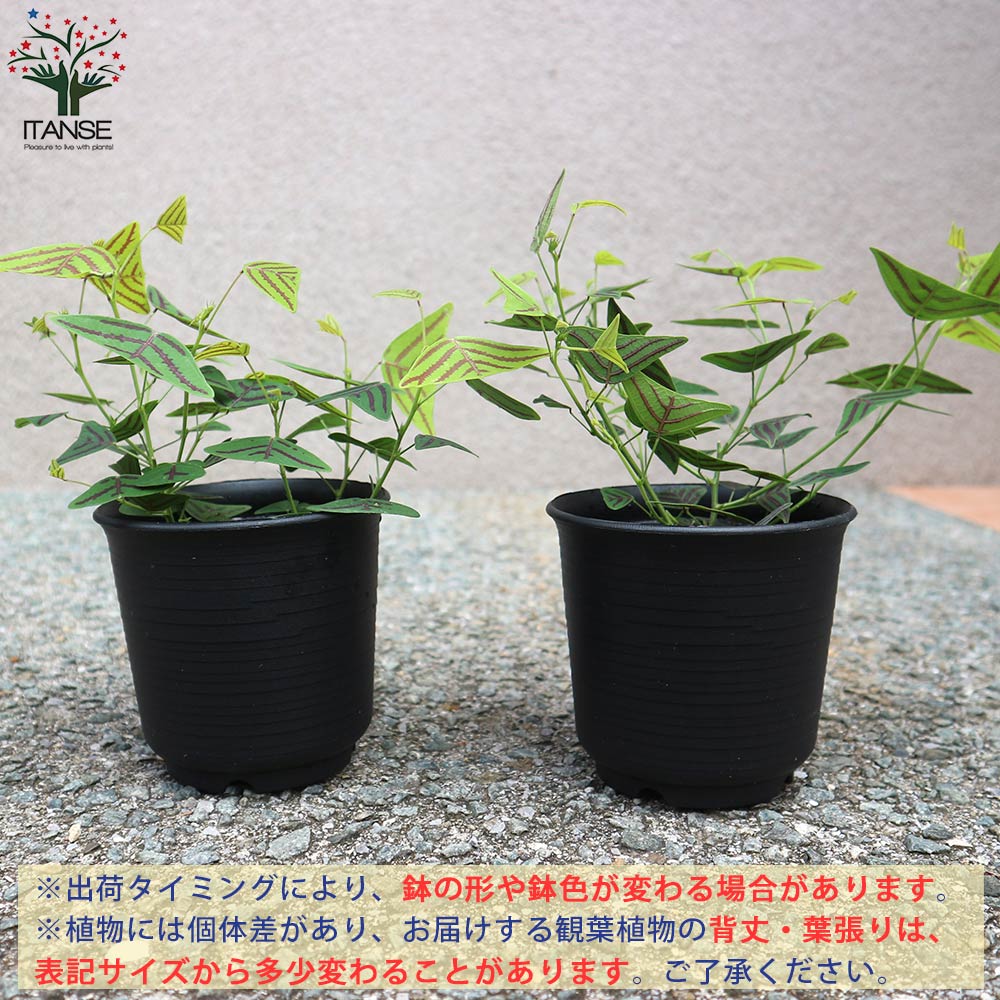 Itanse良品ｾﾚｸﾄ通販