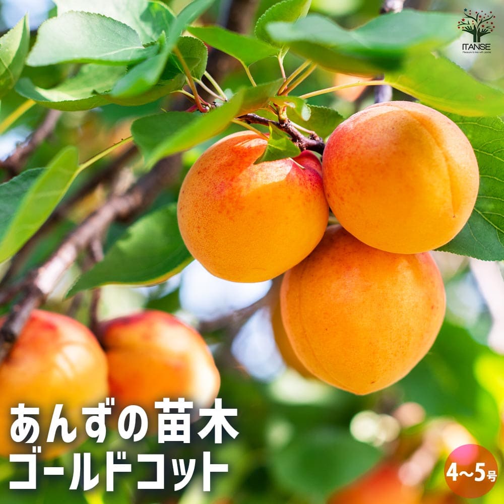 あんずの苗木 ゴールドコット 【果樹の苗木 4号／1個売り】｜ 【植物の