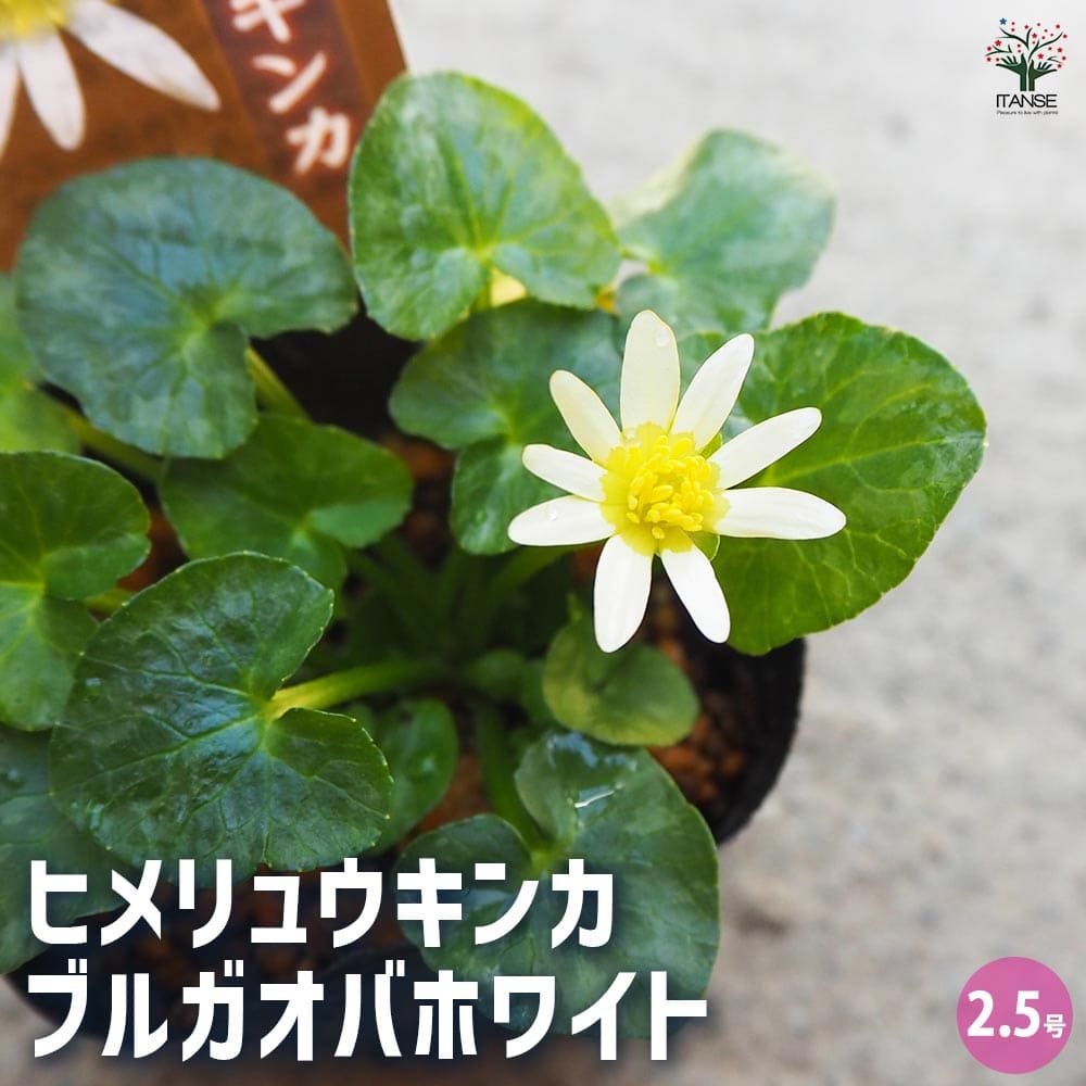 ヒメリュウキンカ ブルガオバホワイト 【花苗 2.5号】｜ 【植物の