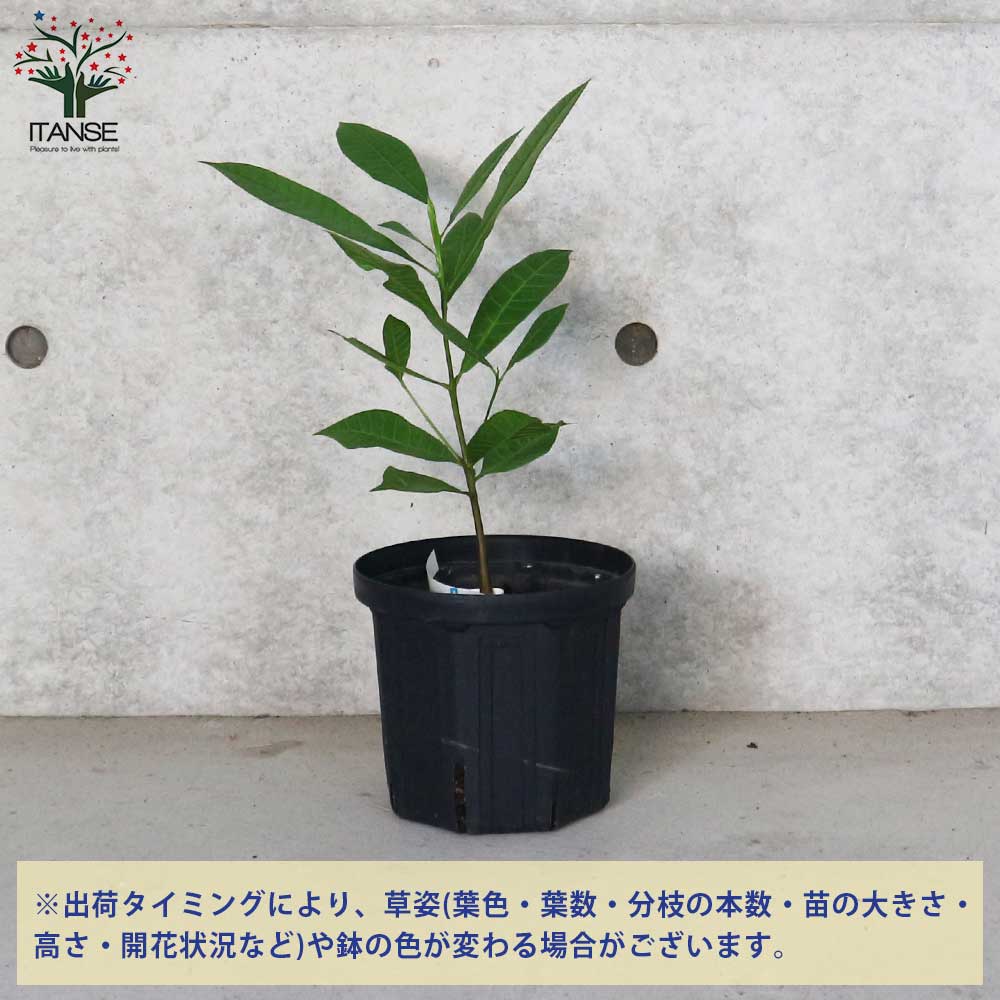 カシューナッツの苗木 M23【果樹苗／18cm鉢 実生苗／1個売り