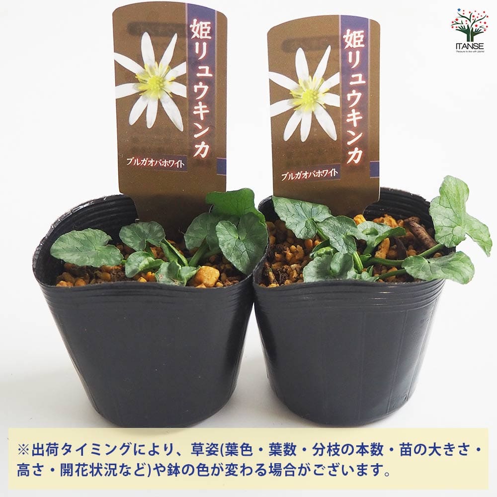ヒメリュウキンカ ブルガオバホワイト 【花苗 2.5号】｜ 【植物の