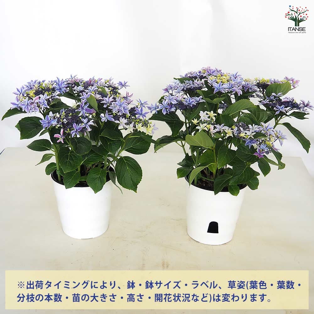 福岡ブランド☆ハイドランジア☆アジサイ☆5号鉢☆希少 ハイドランジア♡