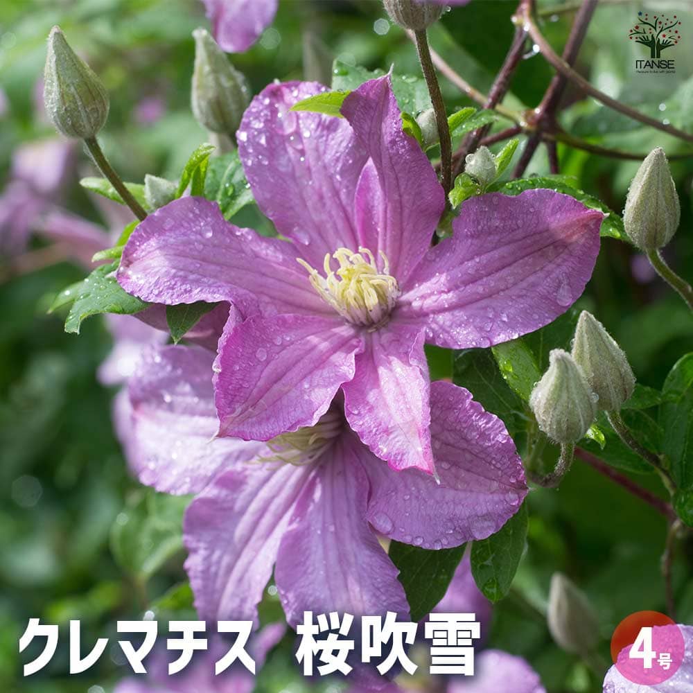 クレマチス 桜吹雪 【花苗 4号／1個売り】｜ 【植物のITANSE