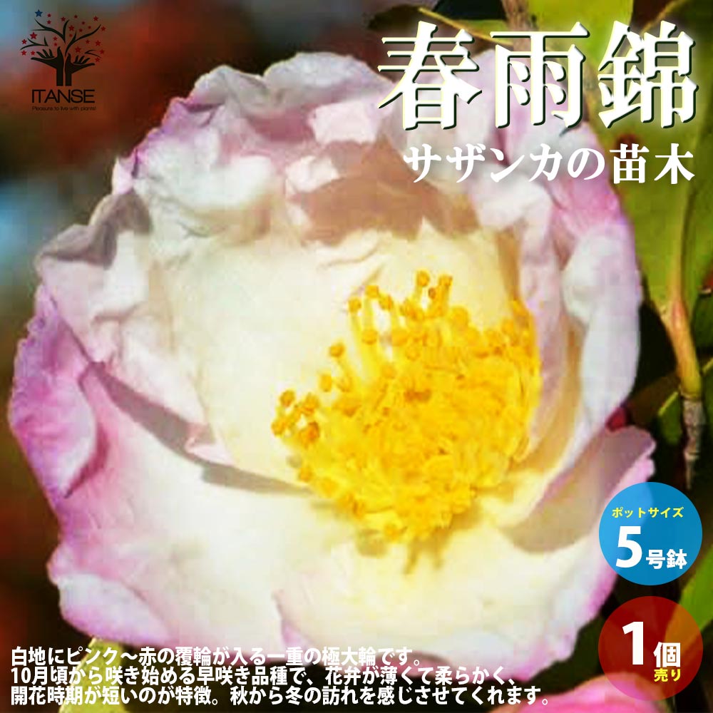 サザンカ 春雨錦