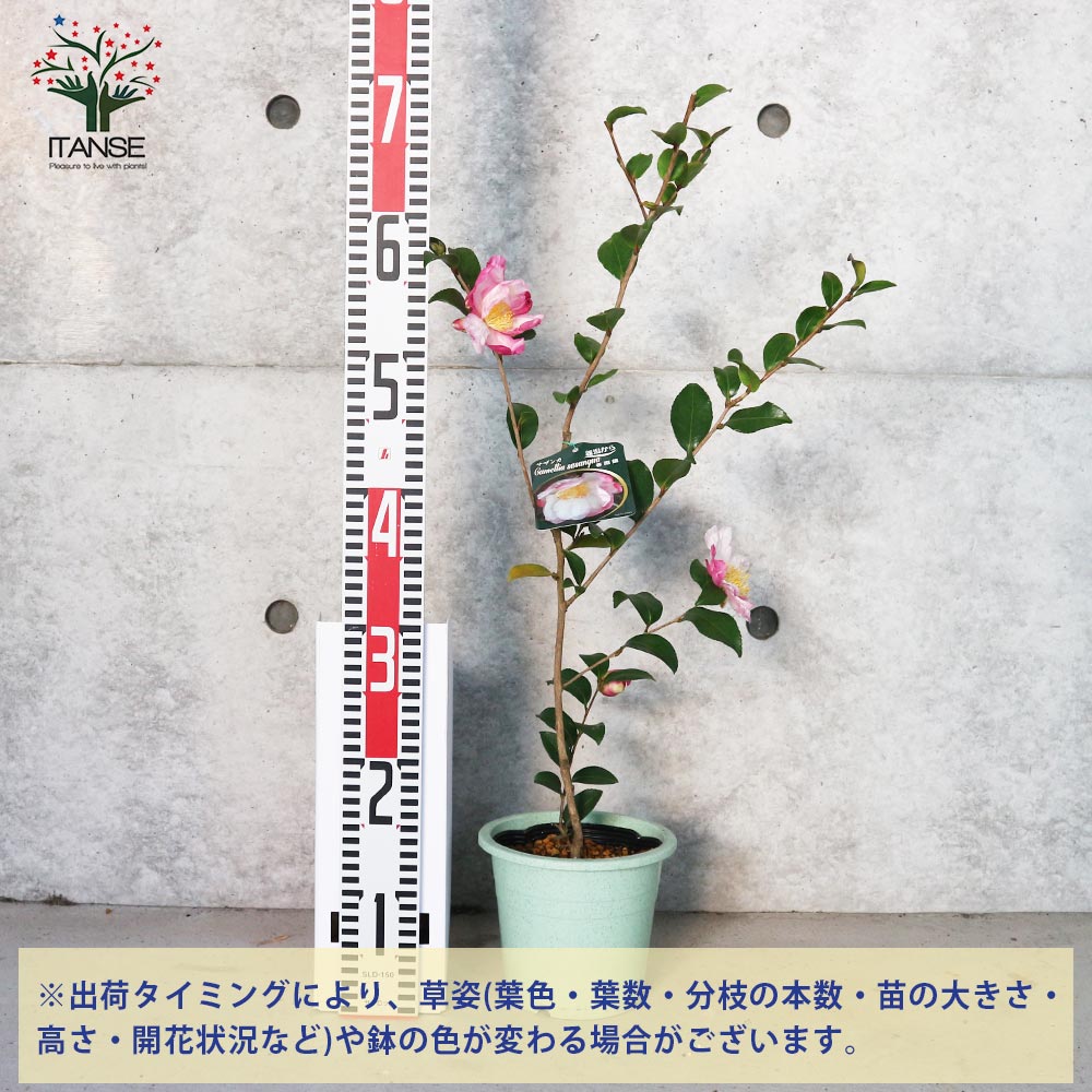 サザンカ 春雨錦【花苗 5号／1個売り】