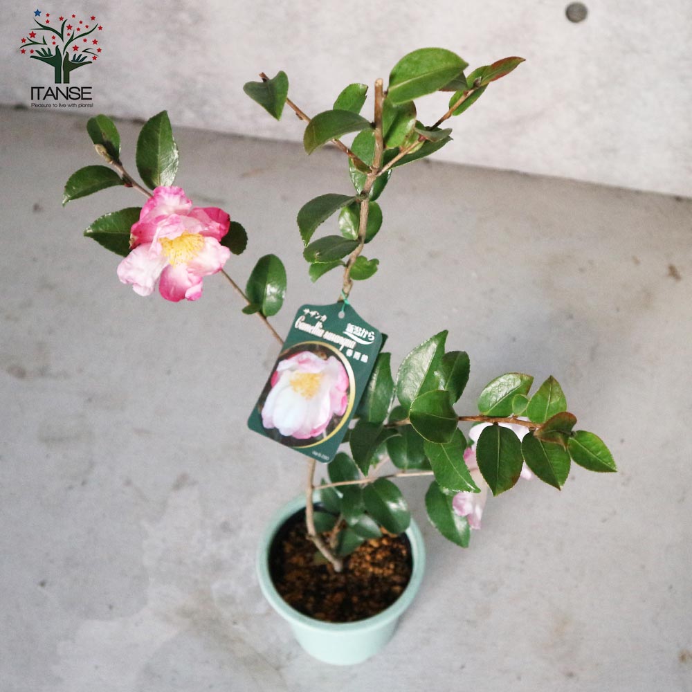 サザンカ 春雨錦【花苗 5号／1個売り】