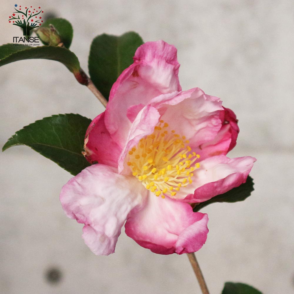 サザンカ 春雨錦【花苗 5号／1個売り】