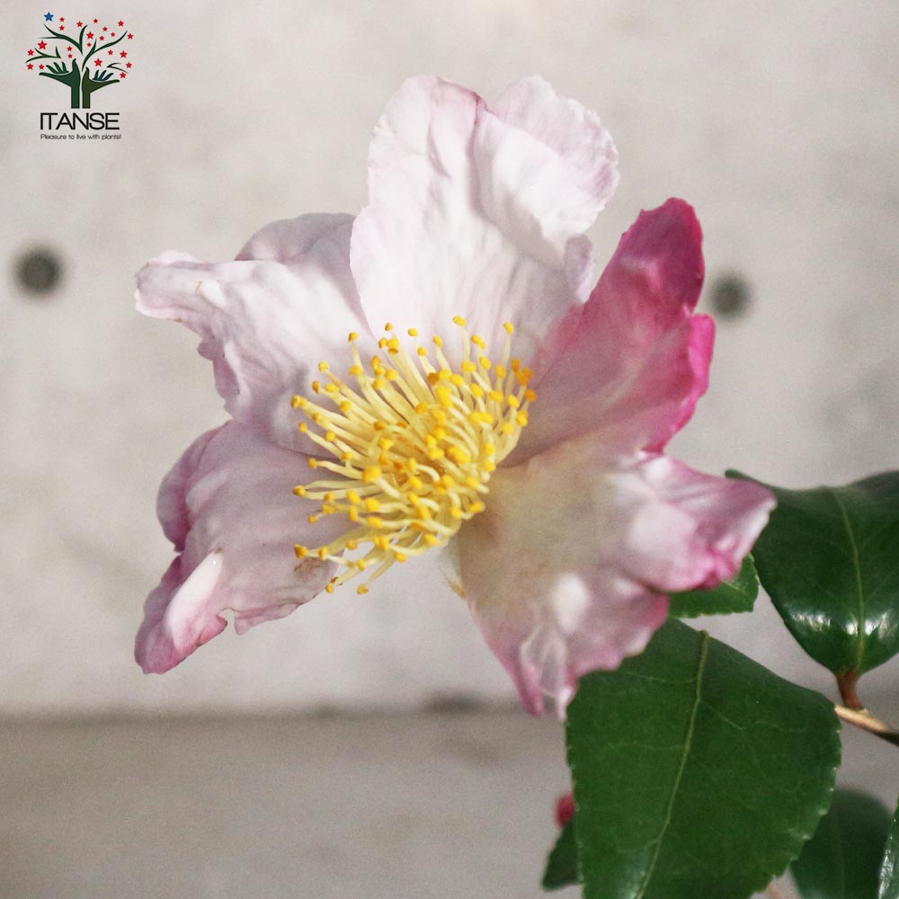 サザンカ 春雨錦【花苗 5号／1個売り】