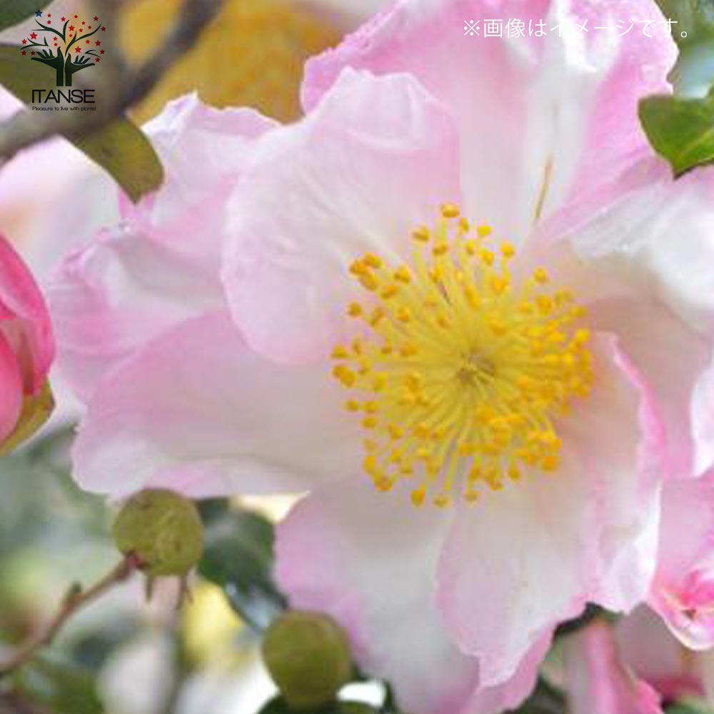 サザンカ 春雨錦【花苗 5号／1個売り】｜ 【植物のITANSE】全品