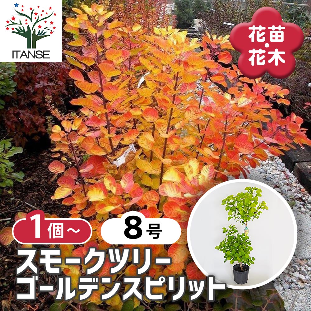 スモークツリー ゴールデンスピリット 【花木苗 8号／1個売り